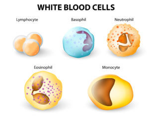 White Blood Cells